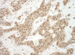 ADRM1 Antibody, Novus Biologicals 0.1mg; Unlabeled:Antibodies, Polyclonal